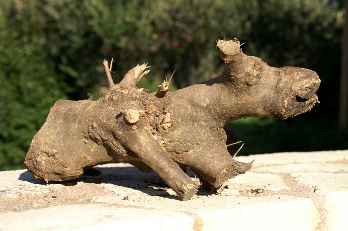 PICT1565 small OLIVE WOOD ART.jpg - 271480 Bytes